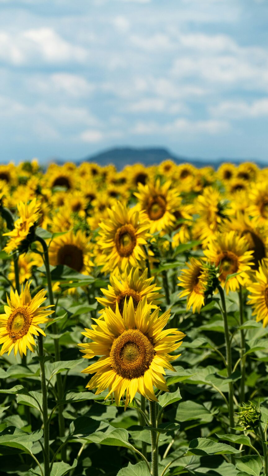 mattia-golinucci-kMaA8W_q1ns-unsplash
